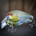 Crackle Crappie 2.5 Squarebill